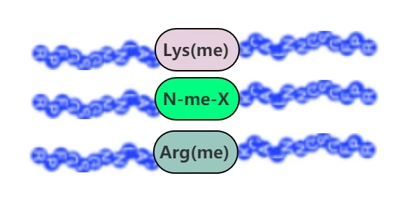 Peptides Methylated