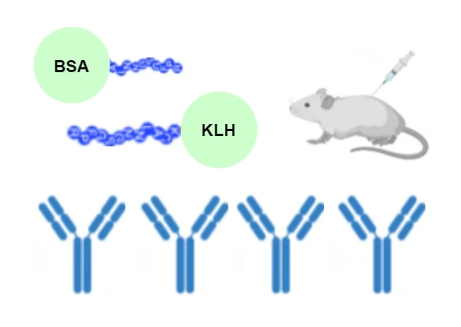 Peptide Comhchuingeach KLH, BSA Nó OVA