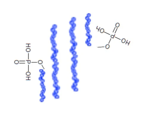 Peptides Fosfarylated