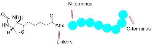 Biotinylated Peptides
