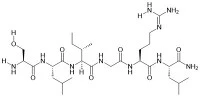 PAR-2 (1-6) Amide (luch, Rat)